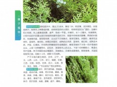 侧柏(学名：Platycladus orientalis)，又名柏树、扁柏、香柏等。为裸子植物亚门柏科常绿乔木，生长缓慢，高度一般15-20米。在中国分布极广，北起内蒙古、吉林，南至广东及广西北部。侧柏是优良的园林绿化树种，木质软硬适中，细致，有香气，耐腐力强，多用于建筑、家具、细木工等，种子、根、叶和树皮可入药，用种子榨油，供制皂、食用或药用。