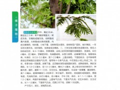 水杉（学名：Metasequoia glyptostroboidesHu & W. C. Cheng）：裸子植物杉科。落叶乔木，小枝对生，下垂。叶线形，交互对生，假二列成羽状复叶状，长1-1.7厘米，下面两侧有4-8条气孔线。雌雄同株。球果下垂，近球形，微具4棱，长1.8-2.5厘米，有长柄；种鳞木质，盾形，每种鳞具5～9种子，种子扁平，周围具窄翅。
水杉属在中生代白垩纪和新生代约有6～7种，过去认为早已绝灭，1941年中国植物学者在四川万县（今重庆市万州区）谋道溪（今称磨刀溪）首次发现这一闻名中外古老珍稀孑遗树种。据近年调查，重庆万州、重庆石柱县、湖北利川和湖南龙山、桑植均发现300余年的巨树。
水杉适应性强，喜湿润生长快，北京以南各地均有栽培。材质轻软，可供建筑、板料、造纸等用；树姿优美，为庭园观赏树。