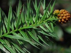 雄球花圆锥状，长0.5~1.5cm，有短梗，通常40余个簇生枝顶；雌球花单生或2~3（4）个集生，绿色，苞鳞横椭圆形，先端急尖，上部边缘膜质，有不规则的细齿，长宽几相等，约3.5~4mm。