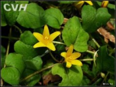 过路黄（拉丁学名： Lysimachia christinae Hance），别名： 金钱草、真金草、金银花、 走游草、铺地莲等，属 报春花目， 报春花科多年生草本植物，有短毛或近于无毛；叶、萼、花冠均有黑色腺条。茎匍匐，由基部向顶端逐渐细弱呈鞭状，长20～60cm。生长在山坡、路旁较阴湿处；河南、陕西及长江流域和西南各省也有分布。
全草可供药用，为药典收录的正品金钱草药材 [1] 。治尿路结石，胆囊炎，胆结石，黄疸性肝炎，水肿，跌打损伤，毒蛇咬伤及毒蕈和药物中毒；外敷治火烫伤及化脓性炎症。