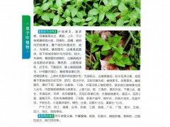 植物的用途及功能：全草入药，治感冒头痛、中暑腹痛、痢疾、 乳腺炎、痈疽肿毒、荨麻疹、 过敏性皮炎、 跌打损伤等症。