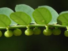 叶下珠（学名：Phyllanthus urinaria L.），别名： 珠仔草、假油甘、潮汕、龙珠草、企枝叶下珠，碧凉草等。 一年生草本植物，高数寸至尺许。茎带紫红色，有纵棱。叶互生，作复瓦状排列，形成二行，很似羽状复叶，叶片矩圆形，长二、三分，全绿，先端尖或钝，基部圆形，几无叶柄。夏秋沿茎叶下面开白色小花，无花柄。花后结扁圆形小果，形如小珠，排列于假复叶下面。