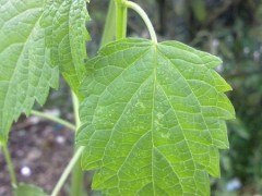 园林

由于藿香本身是一种具有芳香味的植物，全株都具有香味，所以常常将藿香与其他具有芳香味的植物进行搭配，运用到一些盲人服务绿地，可以提高盲人对植物界的认识。

藿香绿化带多用于花径、池畔和庭院成片栽植。

营养

藿香是高钙、高胡萝卜素食品，每100g嫩叶含水分72g、蛋白质8.6g、脂肪1.7g、碳水化合物10g、胡萝卜素6.38mg、维生素B10.1mg、维生素B20.38mg、尼克酸1.2mg、维生素C23mg、钙580mg、磷104mg、铁28.5mg、全草含芳香挥发油0.5%、油中主要为甲基胡椒酚（约占80%）、柠檬烯、α-蒎烯和β-蒎烯、对伞花烃、芳樟醇、I-丁香烯等，对多种致病性真菌，都有一定的抑制作用，芳香挥发油是制造多种中成药的原料。

食用

藿香的食用部位一般为嫩茎叶，其嫩茎叶为野味之佳品。可凉拌、炒食、炸食，也可做粥。藿香亦可作为烹饪佐料或材料。因其具有健脾益气的功效，是一种既是食品又是药品的烹饪原料，故某些比较生僻的菜肴和民间小吃中利用其丰富口味，增加营养价值。