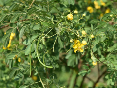 观赏
双荚决明开花、结果早，花期长，花色艳丽迷人，同时具有防尘、防烟雾的作用。观察发现，在南宁至友谊关高速沿路的两旁栽植了双荚决明，生长良好。其树姿优美，枝叶茂盛，夏秋季盛开的黄色花序布满枝头，成为一道优美的风景线。
【美化环境】： 庭院绿化，也作盆花； 园林用途既可单植、丛植或列植作绿篱，也可用于垂直绿化。