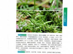 救荒野豌豆（Vicia sativaL.）是豆科野豌豆属的一种草本植物。生于海拔50-3000米荒山、田边草丛及林中。为绿肥及优良牧草。全草药用。花果期及种子有毒，国外曾有用其提取物作抗肿瘤的报道。