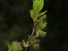 杜仲茶
基本介绍
杜仲茶
杜仲茶(3张)
杜仲茶是以杜仲初春芽叶为原料，经专业加工而成的一种茶疗珍品，是中国名贵保健药材，具有降血压、强筋骨、补肝肾的功效，同时对降脂、降糖、减肥、通便排毒、促进睡眠效果明显。