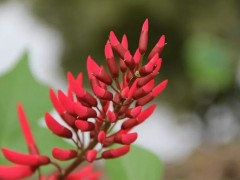 中文学名 龙芽花 拉丁学名 Erythrina corallodendron L 别    称 小象牙红，珊瑚树 界 植物界 科 蝶形花科 属 刺桐属 分布区域 原产于热带美洲。我国华南及华东地区均有栽培。
