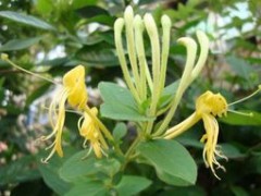 忍冬
金银花 ，正名为忍冬（学名：Lonicera japonica Thunb. ） [1]  。“金银花”一名出自《本草纲目》 [2]  ，由于忍冬花初开为白色，后转为黄色，因此得名金银花。药材金银花为忍冬科忍冬属植物忍冬及同属植物干燥花蕾或带初开的花。 [3] 
金银花，三月开花，五出，微香，蒂带红色，花初开则色白，经一、二日则色黄，故名金银花。又因为一蒂二花，两条花蕊探在外，成双成对，形影不离，状如雄雌相伴，又似鸳鸯对舞，故有鸳鸯藤之称。
本种最明显的特征在于具有大形的叶状苞片。它在外貌上有些象华南忍冬，但那个种的苞片狭细而非叶状，萼筒密生短柔毛，小枝密生卷曲的短柔毛，与本种明显不同。这个种的形态变异非常大，无论在枝、叶的毛被、叶的形状和大小以及花冠的长度、毛被和唇瓣与筒部的长度比例等方面，都有很大的变化。但所有这些变化看来较多地同生态环境相联系，并未显示与地理分布之间的相关性。
金银花自古被誉为清热解毒的良药。它性甘寒气芳香，甘寒清热而不伤胃，芳香透达又可祛邪。金银花既能宣散风热，还善清解血毒，用于各种热性病，如身热、发疹、发斑、热毒疮痈、咽喉肿痛等症，均效果显著。