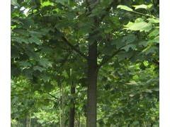 鹅掌楸
鹅掌楸，拉丁学名：Liriodendron chinense (Hemsl.) Sarg. （《Flora of China》）。中国特有的珍稀植物。为落叶大乔木，高达40米，胸径1米以上，小枝灰色或灰褐色。叶形如马褂──叶片的顶部平截，犹如马褂的下摆；叶片的两侧平滑或略微弯曲，好像马褂的两腰；叶片的两侧端向外突出，仿佛是马褂伸出的两只袖子。故鹅掌楸又叫马褂木。花单生枝顶，花被片9枚，外轮3片萼状，绿色，内二轮花瓣状黄绿色，基部有黄色条纹，形似郁金香。因此，它的英文名称是“Chinese Tulip Tree”，译成中文就是“中国的郁金香树”。
它生长快，耐旱，对病虫害抗性极强。花大而美丽，秋季叶色金黄，似一个个黄马褂，是珍贵的行道树和庭园观赏树种，栽种后能很快成荫，它也是建筑及制作家具的上好木材。主要生长在长江流域以南。主治风湿痹痛，风寒咳嗽等疾病。