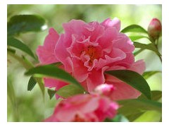 滇山茶（学名：Camellia reticulata Lindl.）：灌木至小乔木，有时高达15米，嫩枝无毛。叶阔椭圆形，上面干后深绿色，发亮，下面深褐色，无毛，侧脉6-7对，边缘有细锯齿。花顶生，红色，直径10厘米，无柄；苞片及萼片10-11片，花瓣红色，6-7片，最外1片近似萼片，倒卵圆形，长2.5厘米，背有黄绢毛，其余各片倒卵圆形。蒴果扁球形，高4.5厘米，宽5.5厘米，3爿裂开，果爿厚7毫米，种子卵球形，长约1.5厘米。
产中国云南，多栽培，品种繁多，在云南产的各种红花山茶当中，该种的叶及花最大，雄蕊无毛