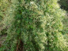 何首乌（学名：Fallopia multiflora (Thunb.) Harald.），又名多花蓼、紫乌藤、夜交藤等。是蓼科蓼族何首乌属多年生缠绕藤本植物，块根肥厚，长椭圆形，黑褐色。生山谷灌丛、山坡林下、沟边石隙。产陕西南部、甘肃南部、华东、华中、华南、四川、云南及贵州。其块根入药，可安神、养血、活络，解毒（截疟）、消痈；制首乌可补益精血、乌须发、强筋骨、补肝肾，是常见贵细中药材。