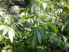 中文学名 接骨草 拉丁学名Sambucus chinensis Lindl. 别    称 陆英，蒴藋，排风藤，八棱麻，大臭草，秧心草、小接骨丹 界 植物界 门被子植物门 纲双子叶植物纲 亚    纲合瓣花亚纲 目茜草目 科忍冬科 属接骨木属 种 接骨草 命名者及年代 Lindl.，1826