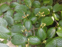 不知是否为> 修枝荚蒾 Viburnum burejaeticum