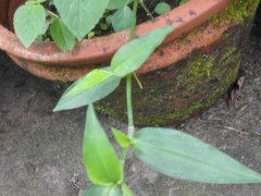 中文学名 鸭跖草 拉丁学名 Commelina communis 别    称 碧竹子、翠蝴蝶、淡竹叶等 界 植物界 门被子植物门 纲单子叶植物纲 目粉状胚乳目 亚    目鸭跖草亚目 科鸭跖草科 属鸭跖草属 种鸭跖草 分布区域 我国云南、四川、甘肃以东各省区；东北亚、北美及中南半岛。