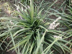 中文学名 麦冬 拉丁学名Ophiopogon japonicus (Linn. f.) Ker-Gawl. 别    称 麦门冬、沿阶草 二名法Ophiopogon japonicus 界 植物界 门被子植物门 纲单子叶植物纲 目百合目 亚    目百合亚目 科百合科 族沿阶草族 属沿阶草属 种 麦冬 分布区域 中国、日本、越南、印度 命名者及年代 (Linn. f.) Ker-Gawl.，1807