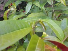 中文学名 红背桂花 拉丁学名 Excoecaria cochinchinensis Lour 别    称 红紫木、紫背桂、青紫桂、东洋桂花 界 植物界 门被子植物门 Angiospermae 纲双子叶植物纲 Dicotyledoneae 目大戟目 Euphorbiales 亚    目 大戟亚目 Euphorbiineae 科大戟科 Euphorbiaceae 属海漆属 Excoecaria 种 红背桂花 分布区域 我国台湾、广东、广西、云南等地普遍栽培。亚洲东南部各国也有。 科编目 174